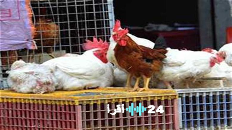 «. مؤشرات حاسمة لمائدة المستهلك» بورصة الدواجن تكشف عن تحركات سعر الفراخ ليوم الاثنين 22 ديسمبر 2025