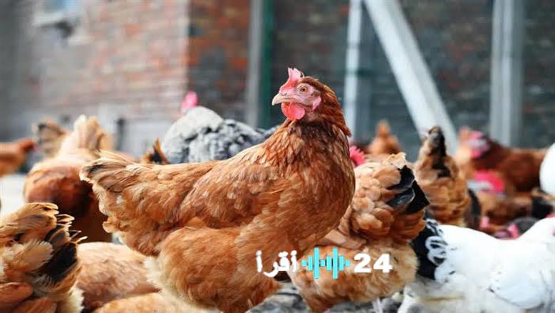 تحصين 246 ألف طائر في كفر الشيخ ضد الأمراض الوبائية خلال ديسمبر 2025