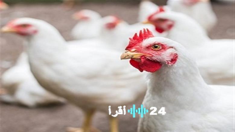 سعر الفراخ البيضاء في بورصة الدواجن اليوم الأربعاء 3 ديسمبر 2025