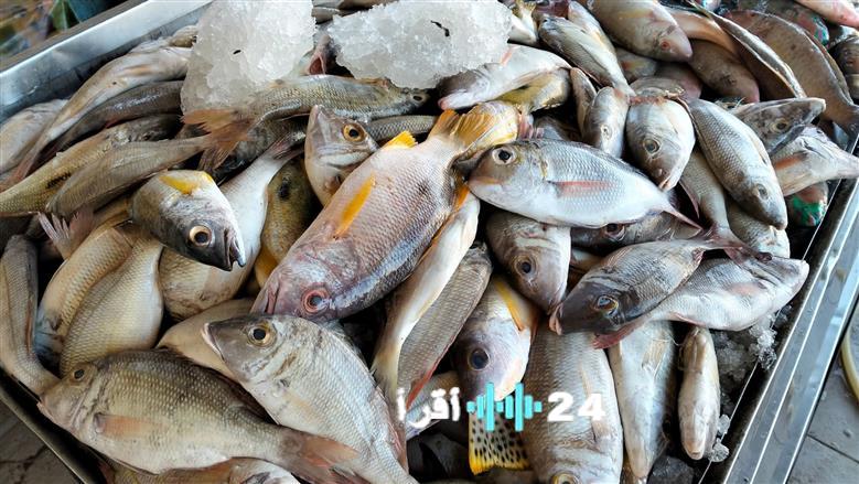 «أسعار السمك تتأرجح في سوق الغردقة اليوم»