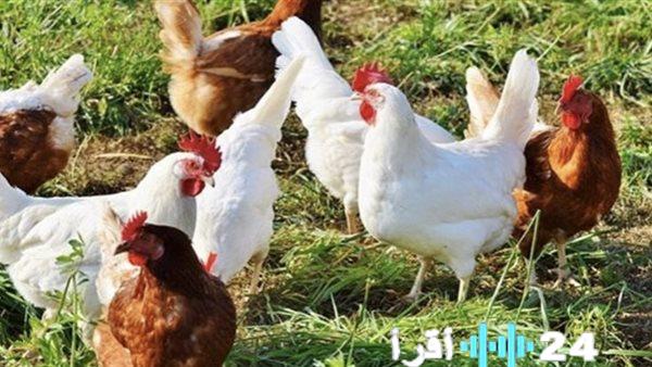 «السر وراء الكواليس» قيادي بقطاع الدواجن يزيح الستار عن حقيقة أزمة الأسعار خلال الشهر الكريم