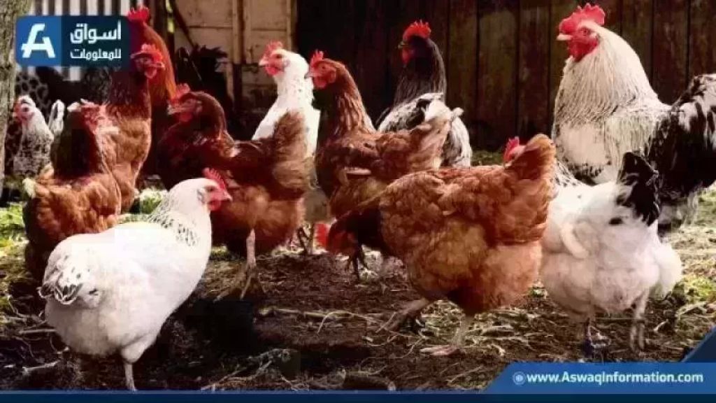 «ماذا ينتظر جيوب المستهلكين؟» سوق الدواجن يتأرجح وأعباء جديدة تضاف إلى فاتورة السلع الأساسية هذا الصباح
