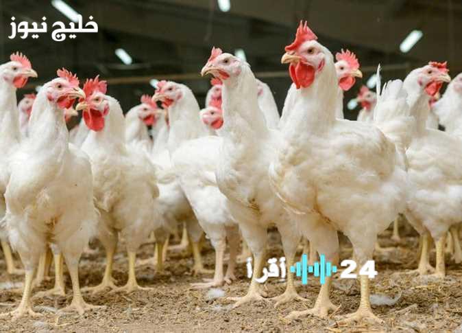 <p><code>« مؤشرات حاسمة لمستقبل الدواجن » بورصة الكتاكيت والفراخ البيضاء اليوم تكشف مسار 2025 بعد تحولات الأسواق</code></p>