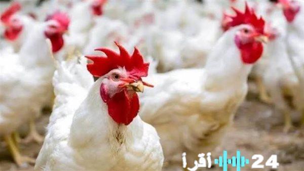«لهيب الأسعار يشتعل». موجة غلاء جديدة تضرب الدواجن البيضاء والبلدي الأربعاء 3 ديسمبر 2025 وتحديات تواجه المستهلكين