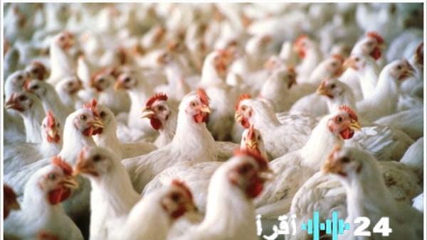 «احذر الغش الخفي» مخاطر استهلاك الدواجن المغشوشة بعلامات تورم وتغيرات لونية بعد المعالجة