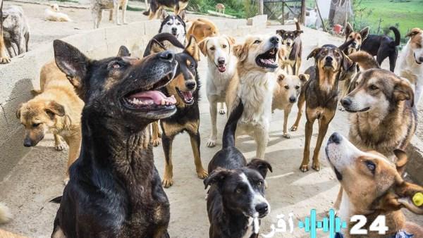 محافظة القاهرة تخصص أرضًا بالتبين لإنشاء ملجأ للكلاب الضالة