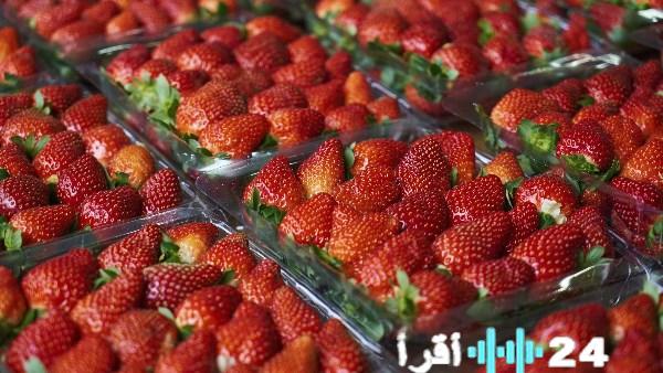 وزير الزراعة يكشف أسباب انخفاض أسعار الفراولة ويكشف موعد عودة الصعود