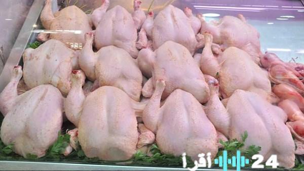 شعبة الدواجن تحذر من الدواجن السردة الفيروسية بالأسواق الشعبية وأسعار الأوراك الرخيصة