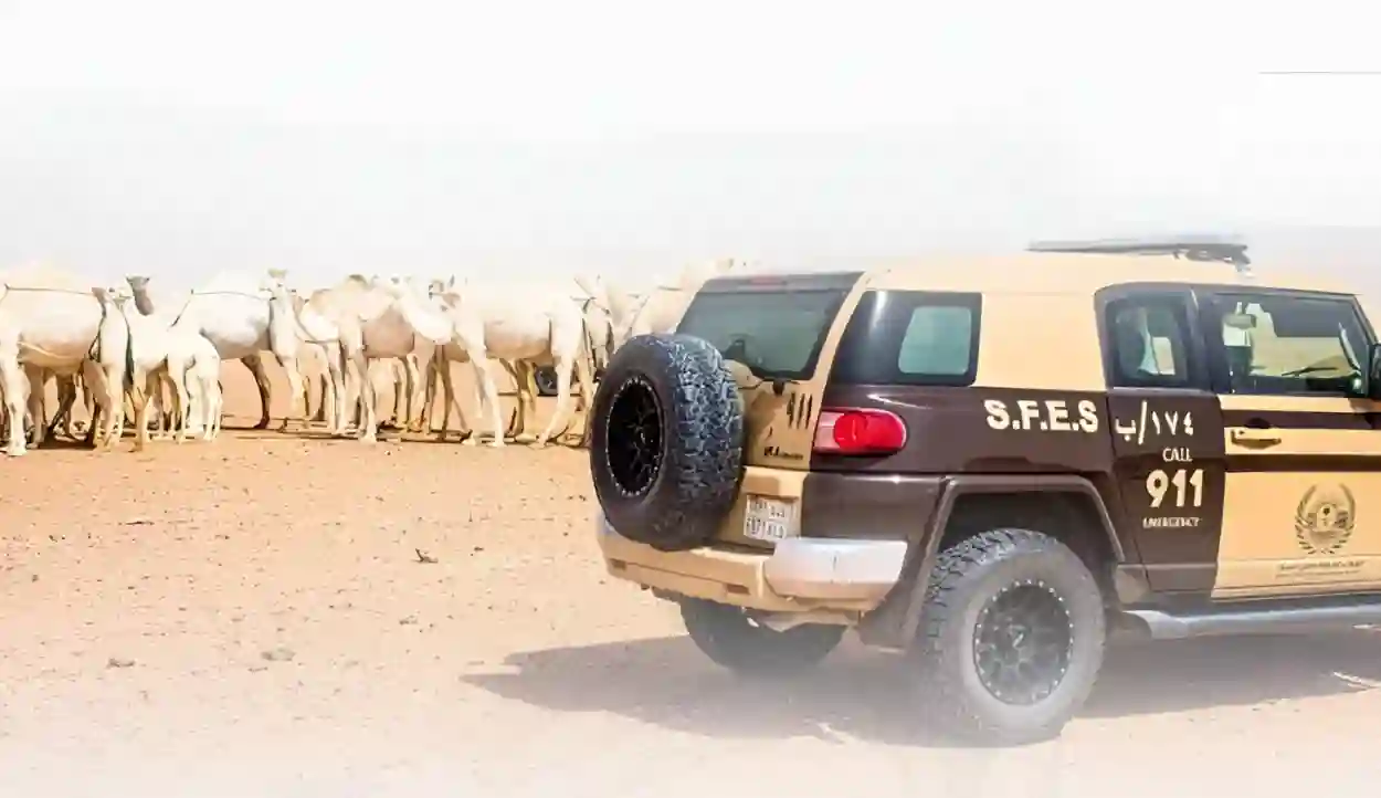 ضبط مخالف يرعى الإبل داخل محمية محظورة وتطبيق الإجراءات النظامية بحقه