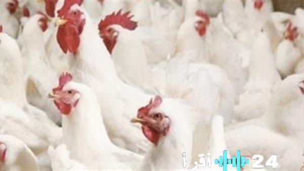 «إجابة حاسمة» وزارة الزراعة تكشف حقائق سلامة الدواجن صغيرة الحجم ومحتواها الغذائي