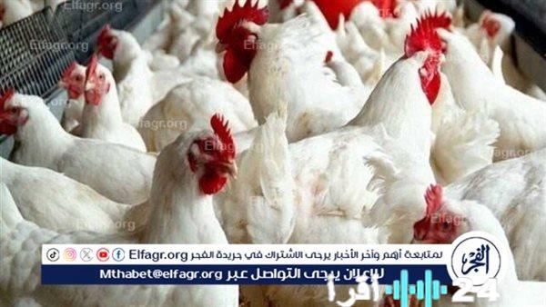 «دليلك لاقتناء الدواجن في المنيا اليوم» كشف شامل لأسعار الدواجن البلدية والبيضاء بأسواق المنيا الأحد 7 ديسمبر 2025