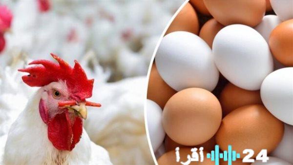 «هل تغيرت المعادلة؟» نبض السوق يكشف مستجدات أسعار الدواجن على المائدة المصرية