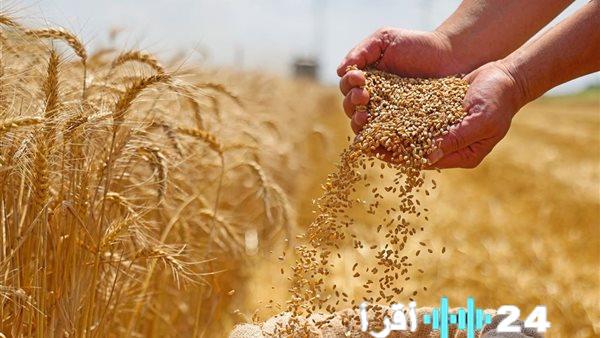 «مخاوف البحر الأسود ترفع الأسعار» القمح الأوروبي يسجل قفزة ملحوظة لأعلى مستوى في أسبوعين