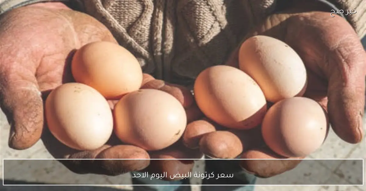 «تحديث لحظي» سعر كرتونة البيض يتأرجح في الأسواق المصرية اليوم الأحد