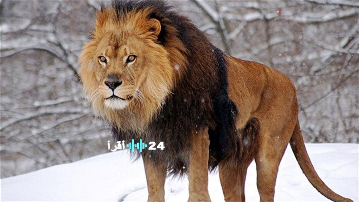 حظك اليوم الإثنين 29 ديسمبر 2025 لمواليد برج الأسد وأهمية الاسترخاء