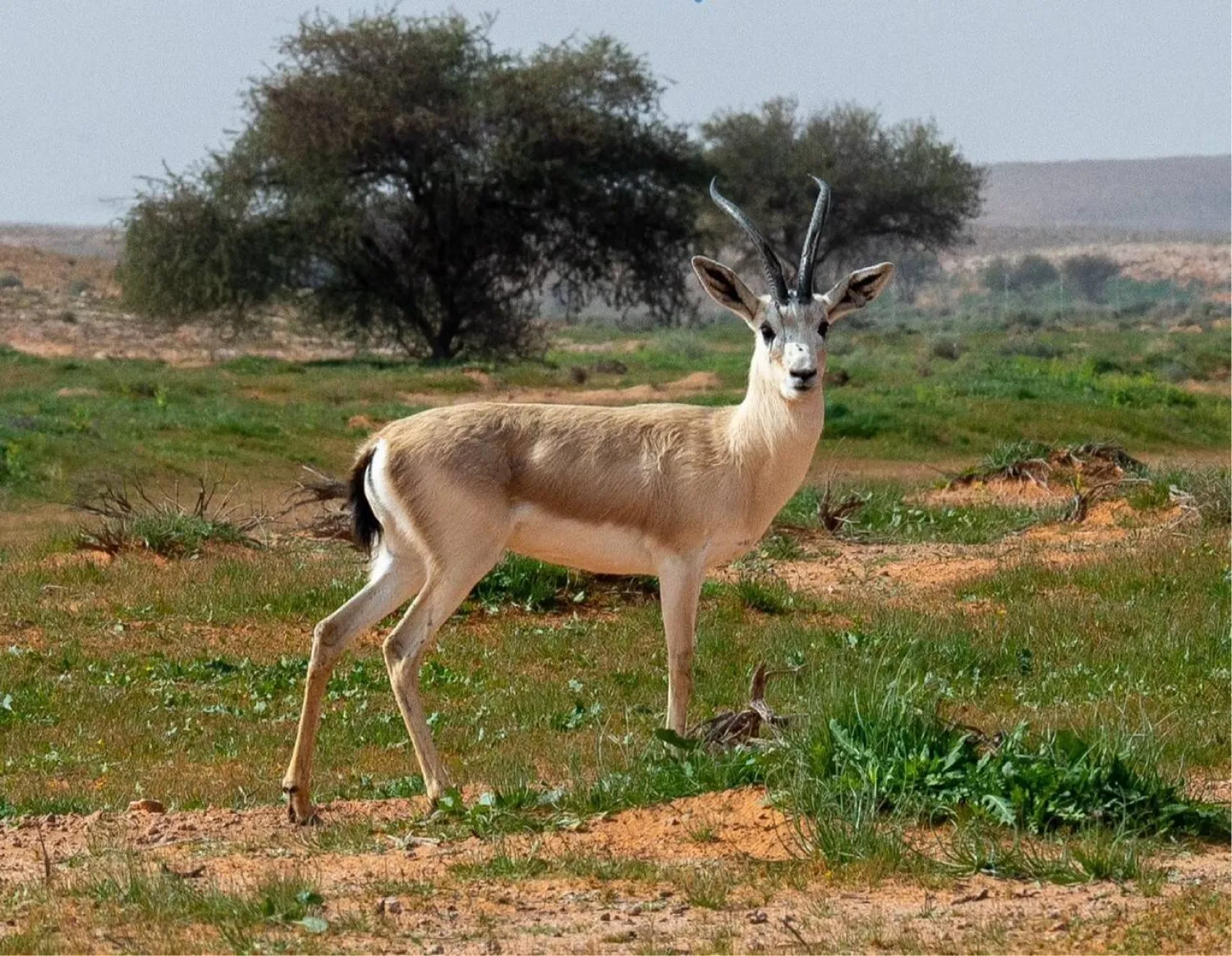الهيئة تعلن انتهاء برنامج الرعي الموسمي في محمية الإمام تركي بن عبدالله في 31 يناير