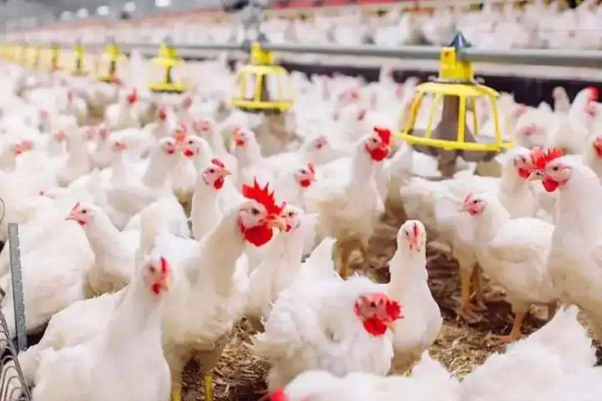 «صناعة الدواجن المصرية… من الاكتفاء إلى العالمية» وفرة قياسية تدفع قطاع الدواجن لفتح أسواق عالمية