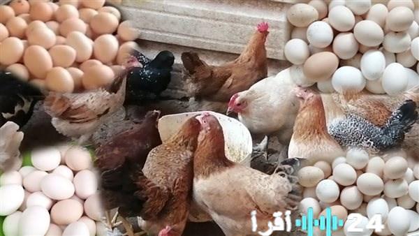 «أسعار الدواجن والبيض اليوم السبت 6 ديسمبر 2025» كيف تتفاوت أسعار البانيه في الأسواق؟