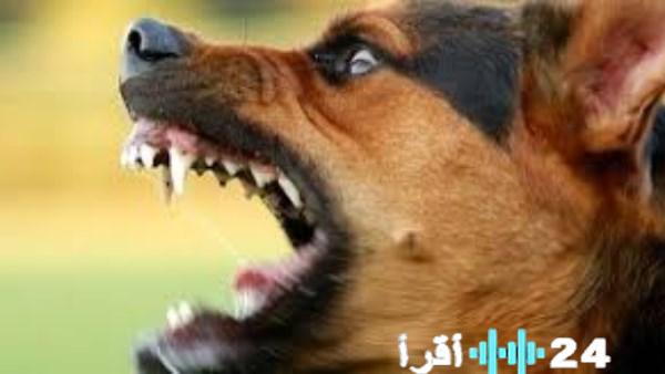 «عقوبات صارمة للحد من تربية الكلاب والحيوانات الخطرة» القانون يفرض غرامات ومخاطر السجن لضبط الوضع الأمني في مصر