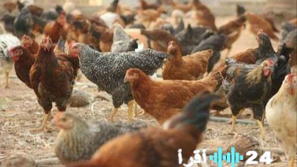 ضبط محل دواجن مخالف بعد بيع كيلو الدواجن بجنيه واحد وإغلاقه بسبب منتجات غير صالحة