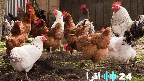«مفاجأة الأسواق.» الدواجن البيضاء تسجل قفزة 6 جنيهات في سعرها اليوم الإثنين 22 ديسمبر 2025