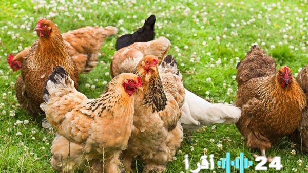 «فرصة ذهبية للمستهلكين» تراجع لافت يضرب أسعار الفراخ البلدي والبيضاء الثلاثاء 23 ديسمبر 2025