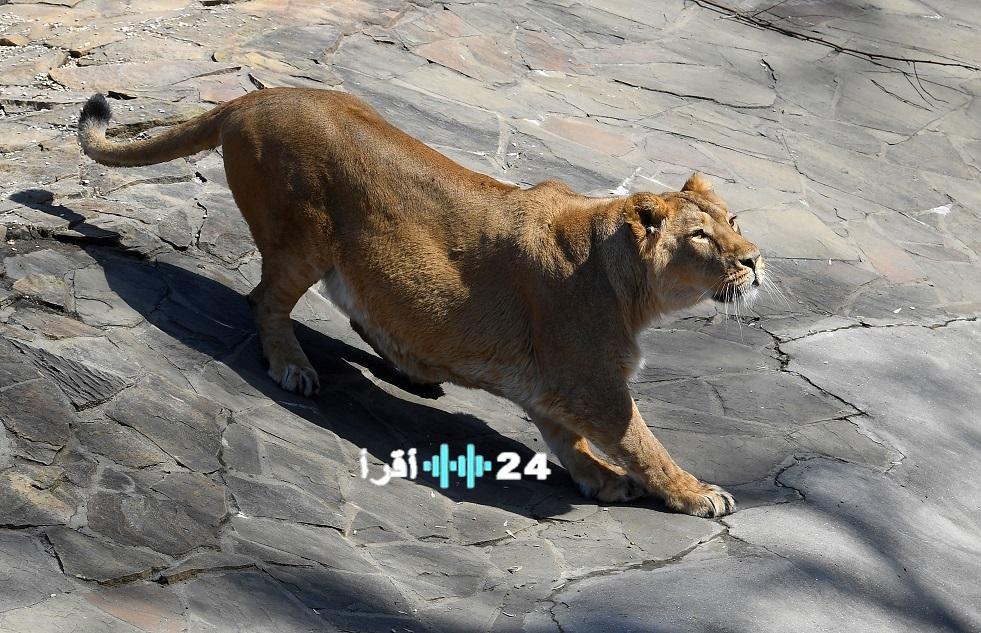 مصرع رجل بعد اقتحامه حظيرة الأسود في حديقة حيوان بالبرازيل