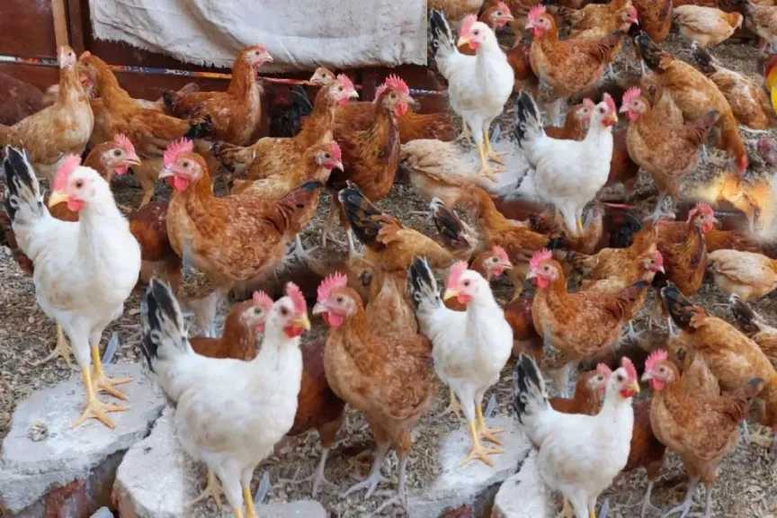 ارتفاع أسعار الفراخ البيضاء 6 جنيهات اليوم مع مفاجآت في بورصة الدواجن صباح الاثنين 22 ديسمبر 2025