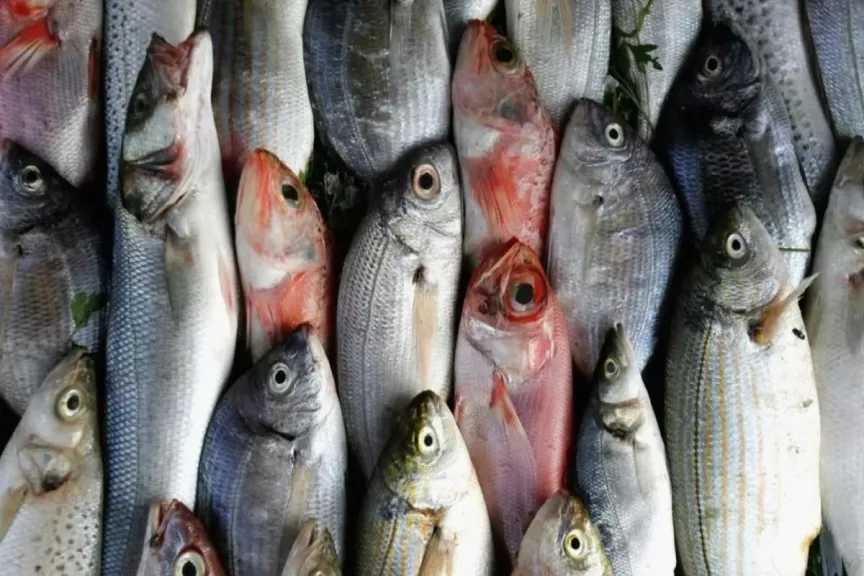 استقرار الأسواق يكشف عن الأسعار الفعلية للسمك اليوم الإثنين 2025