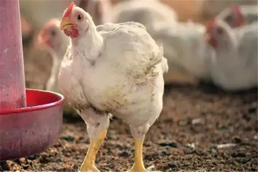 تراجع أسعار الفراخ البيضاء اليوم موعد حاسم لقرار الشراء