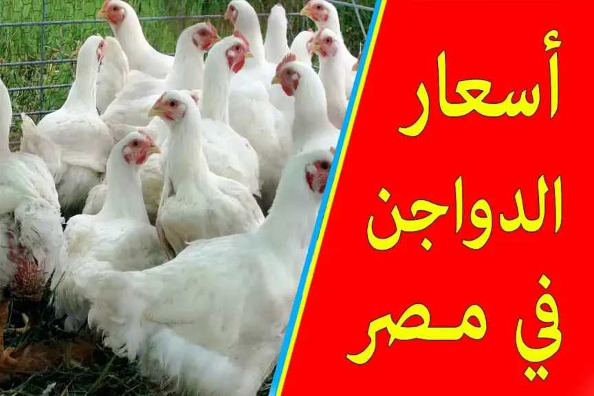 سعر الفراخ البيضاء يسجل تغييرًا جديدًا اليوم مع بدء تعاملات الثلاثاء