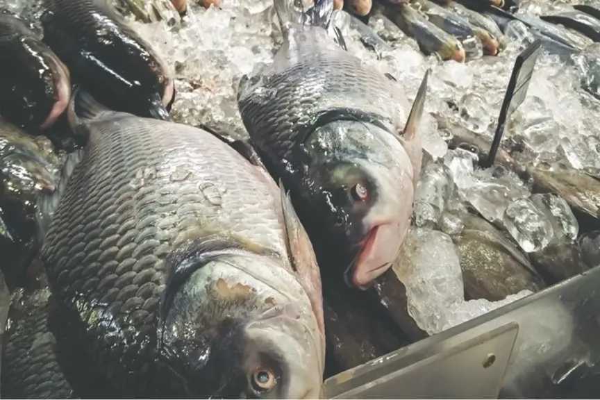 أسعار الأسماك والبلطي تشهد تغييرات اليوم الثلاثاء في سوق العبور تبدأ من 30 جنيه