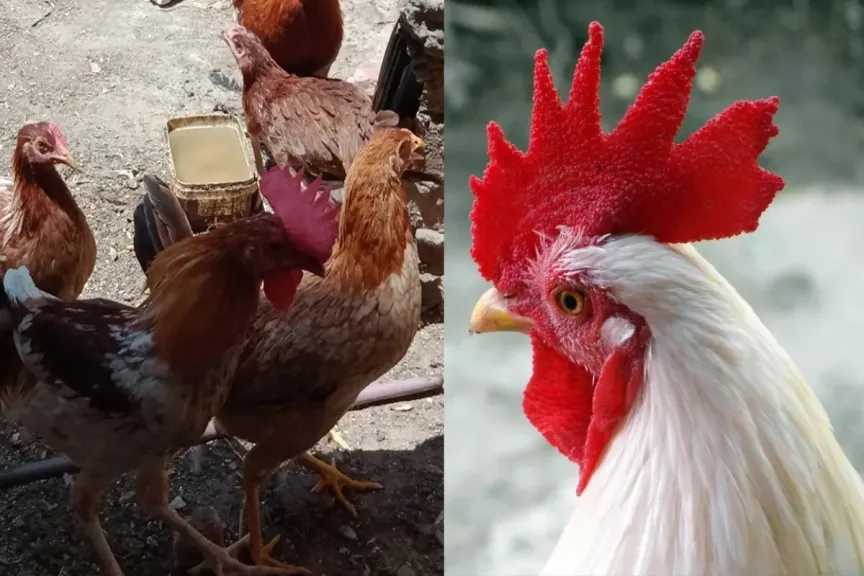 استقرار غير متوقع في أسعار الفراخ البيضاء في نهاية عام 2025