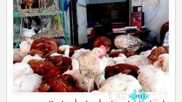 «أسعار الدواجن تتصدر المشهد بأسوان اليوم الخميس 4 ديسمبر 2025»