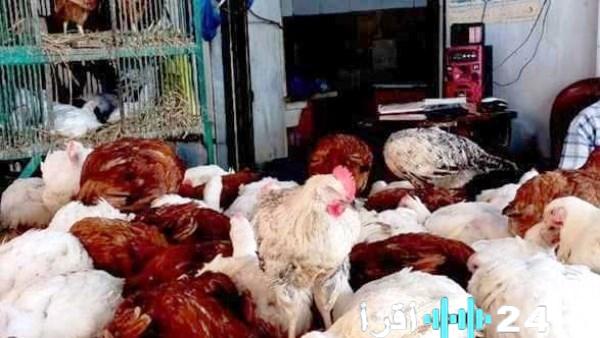 «لا تفوّت تحديثات اللحظة!» نبض بورصة الفراخ بأسوان في مستهل الأربعاء الجديد