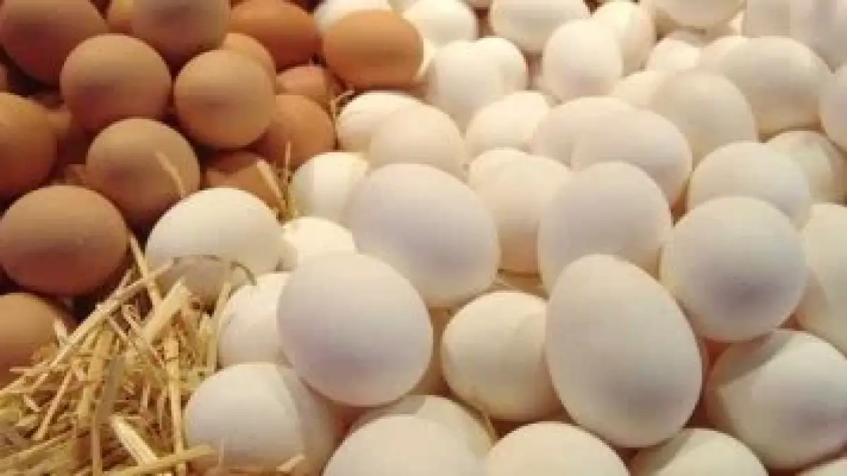 «أسعار الدواجن البيضاء تنخفض إلى 70 جنيها للكيلو في أسواق كفر الشيخ»