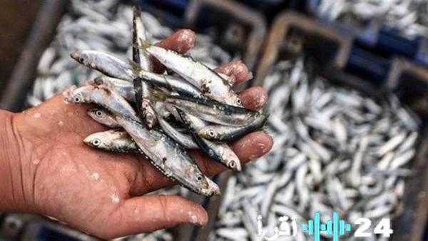 «استكشفوا أسعار الأسماك الطازجة في أسواق الوادي الجديد»