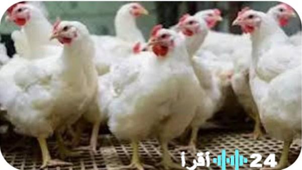 «تأثير مباشر على مائدتك اليوم» مؤشرات بورصة الدواجن والبيض في عمق الوادي الجديد