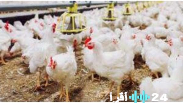 «حركة الأسواق تحت المجهر» كشف أحدث مستجدات الدواجن والبيض بالوادي الجديد