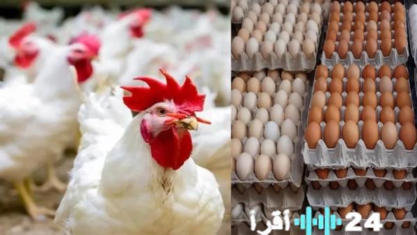 أسعار الدواجن والبيض في مصر اليوم الثلاثاء 23 ديسمبر 2025 في المزارع والمحلات التجارية