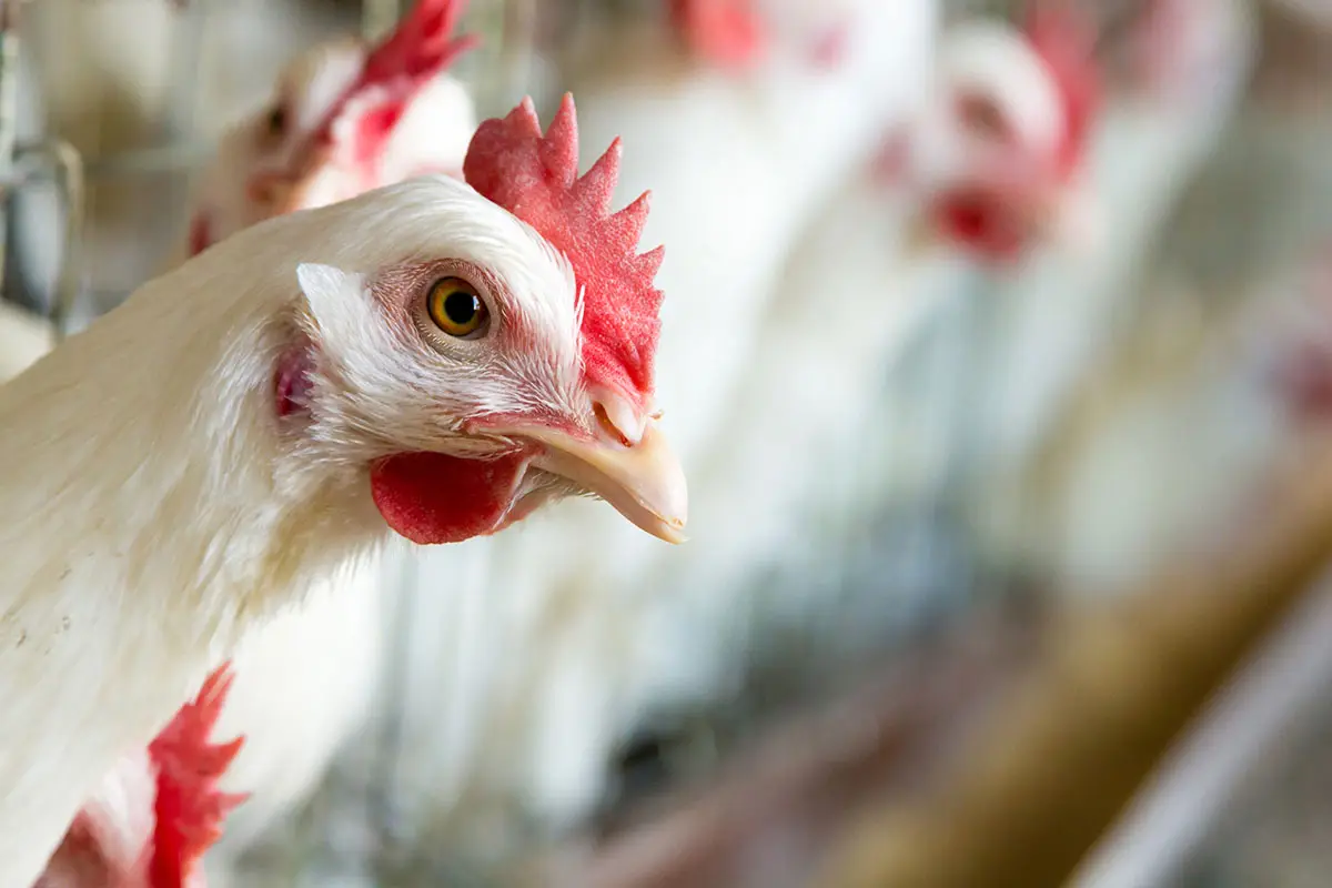 أسعار الدواجن تسجل تحديثاتها اليوم الثلاثاء 2 ديسمبر