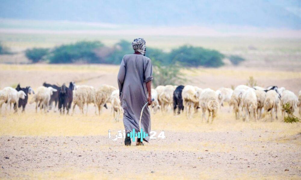 انهاء موسم الرعي في محمية الإمام تركي يناير 2026