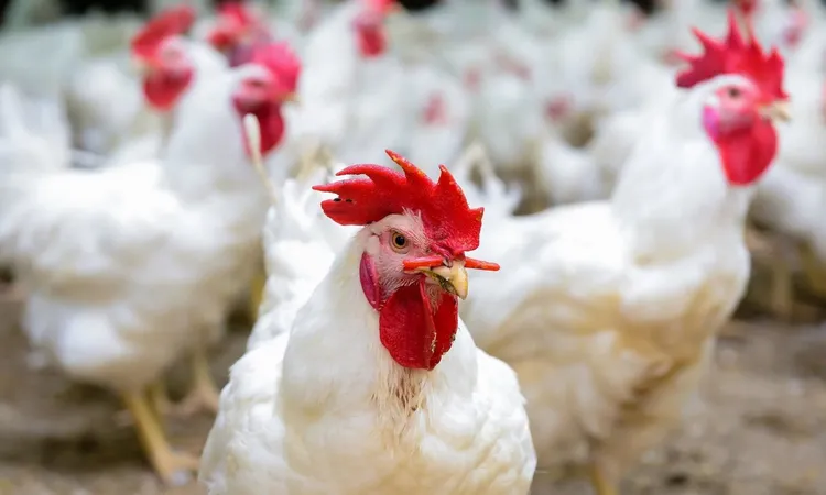 الغرف التجارية تؤكد للمواطنين سلامة الدواجن وتدعو لعدم القلق