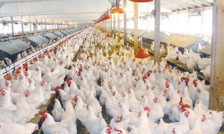ارتفاع أسعار الدواجن في مصر نتيجة زيادة الطلب الموسمي بشكل مؤقت