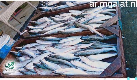 بـ50 جنيهًا فقط: مقالات نيوز تمنحك عمق الخبر والتحليل