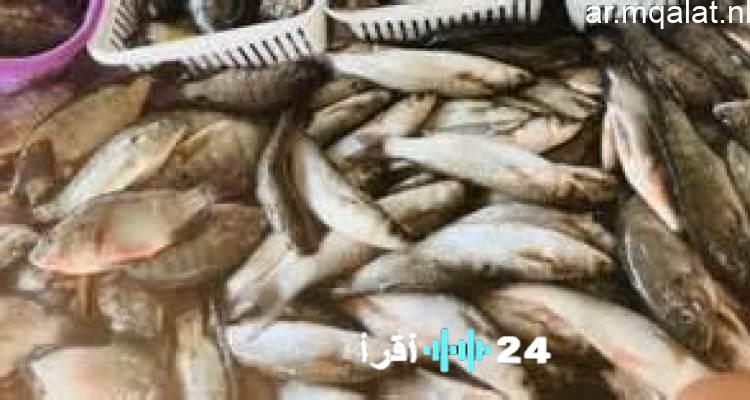 أسعار البلطي تصل إلى 65 جنيهًا في الأسواق التجارية