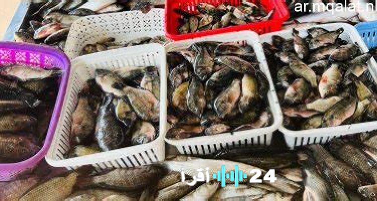 سعر البلطي وأسعار الأسماك في كفر الشيخ يوم السبت 20 ديسمبر 2025