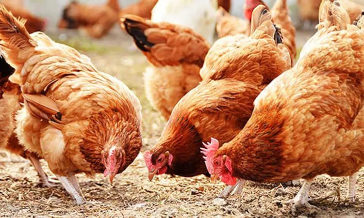 أسعار الدواجن والبيض تتصدر الأسواق اليوم الثلاثاء 3 فبراير 2026