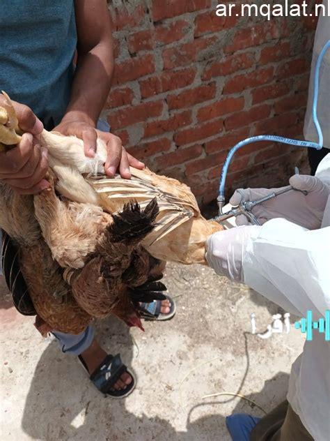 الزراعة تُعلن عن تلقيح أكثر من 1.35 مليون طائر خلال شهر نوفمبر