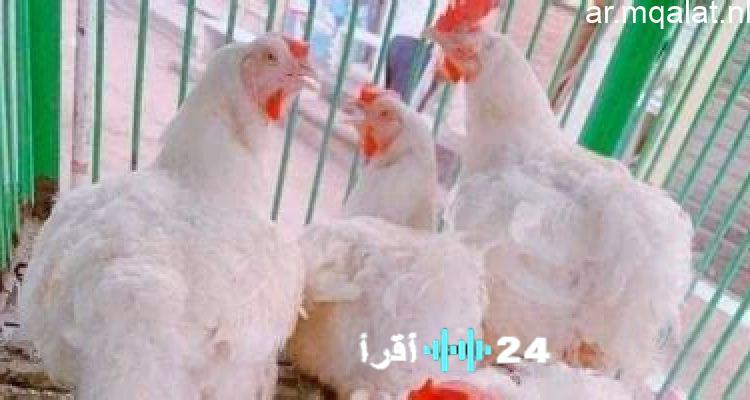 «مائدة الأسر المصرية في دائرة الضوء» ارتفاع لافت يرفع سعر كيلو الدواجن إلى ستين جنيهًا
